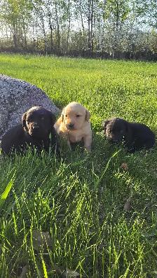 Labrador Puppies