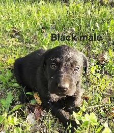 Labrador Puppies - Photo 2