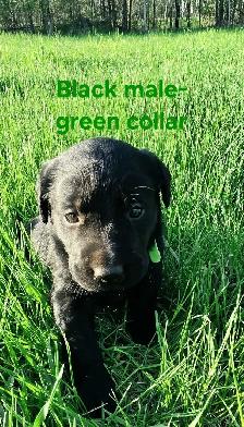 Labrador Puppies - Photo 3