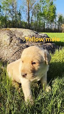Labrador Puppies - Photo 4