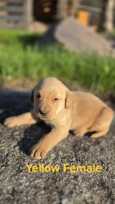 Labrador Puppies - Photo 5