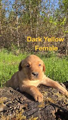Labrador Puppies - Photo 6
