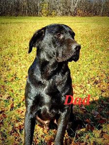 Labrador Puppies - Photo 7