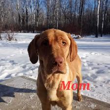 Labrador Puppies - Photo 8