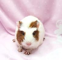 cochon d'inde couronné - Photo 2