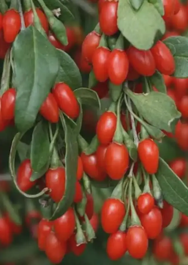 EXOTIC PLANTS / Fruit Trees / Flowers Guildwood Scarborough SALE