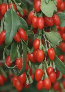 EXOTIC PLANTS / Fruit Trees / Flowers Guildwood Scarborough SALE