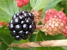 EXOTIC PLANTS / Fruit Trees / Flowers Guildwood Scarborough SALE - Photo 2