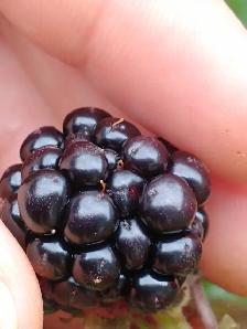 EXOTIC PLANTS / Fruit Trees / Flowers Guildwood Scarborough SALE - Photo 5