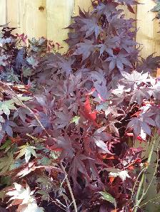 EXOTIC PLANTS / Fruit Trees / Flowers Guildwood Scarborough SALE - Photo 6