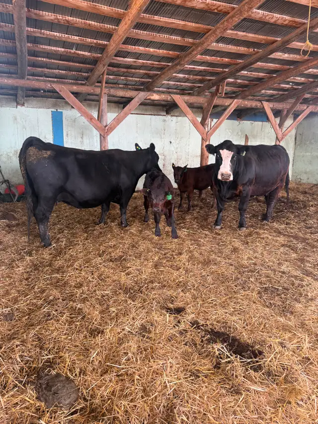 Two Cow Calf Pairs