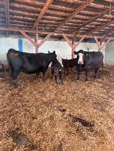 Two Cow Calf Pairs
