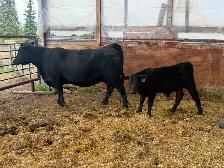 Two Cow Calf Pairs - Photo 2