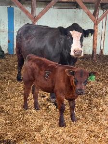 Two Cow Calf Pairs - Photo 3