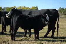 Two Cow Calf Pairs - Photo 4