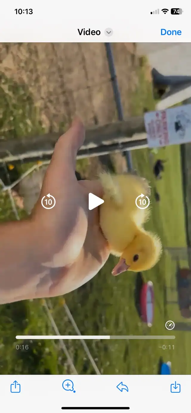 Ducklings available