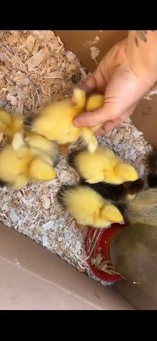 Ducklings available - Photo 2