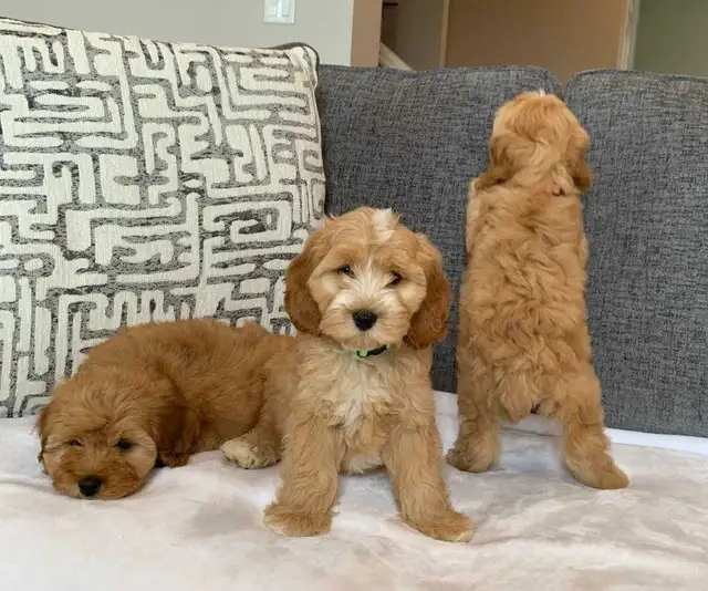 Cockapoo Puppies
