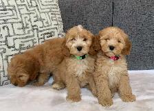 Cockapoo Puppies - Photo 2