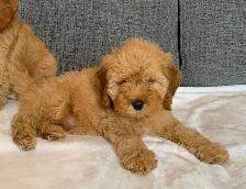 Cockapoo Puppies - Photo 3
