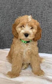 Cockapoo Puppies - Photo 4