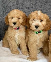 Cockapoo Puppies - Photo 5