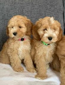 Cockapoo Puppies - Photo 6
