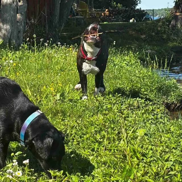 looking to for a small breed furry friend