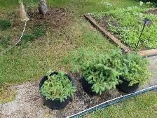 Blue spruce seedlings to give away