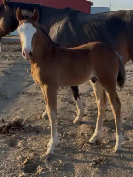 Flashy half welsh colt