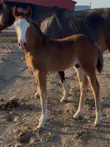 Flashy half welsh colt