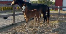 Flashy half welsh colt - Photo 2