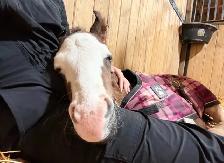 Flashy half welsh colt - Photo 3