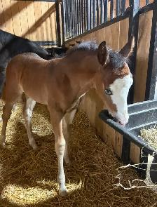 Flashy half welsh colt - Photo 4