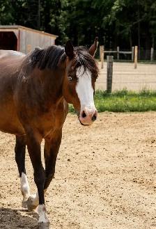 Flashy half welsh colt - Photo 5