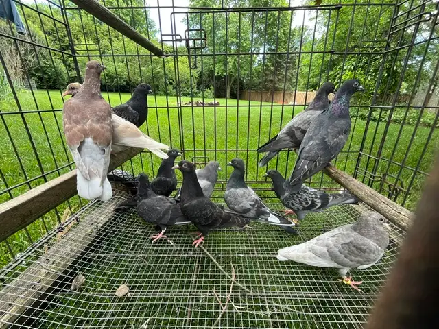 pigeons