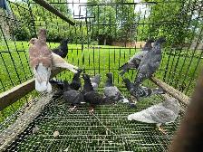 pigeons