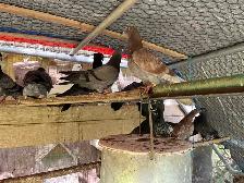 pigeons - Photo 4