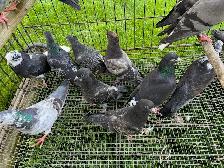 pigeons - Photo 5