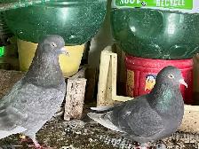 pigeons - Photo 7
