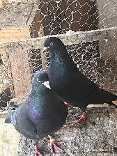 pigeons - Photo 8