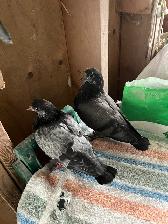 pigeons - Photo 9