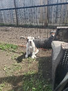 Puppies for sale - Photo 2