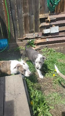 Puppies for sale - Photo 3