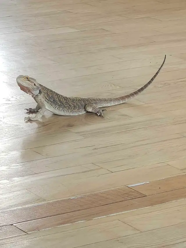 dragon barbue
