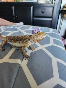 dragon barbue - Photo 2