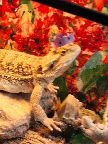dragon barbue - Photo 3