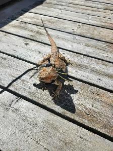 dragon barbue - Photo 4