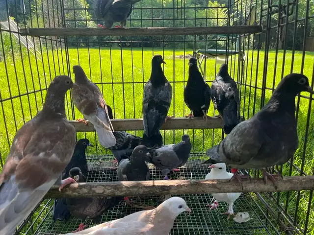 Pigeons