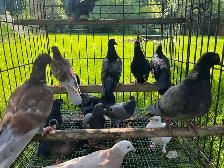 Pigeons